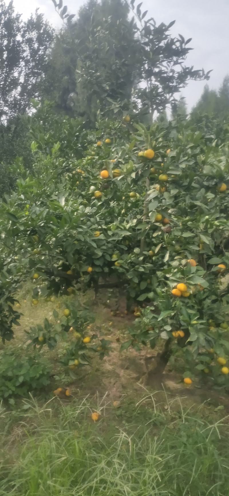 温州蜜橘，皮薄汁多！口感好蜜橘中的级品！