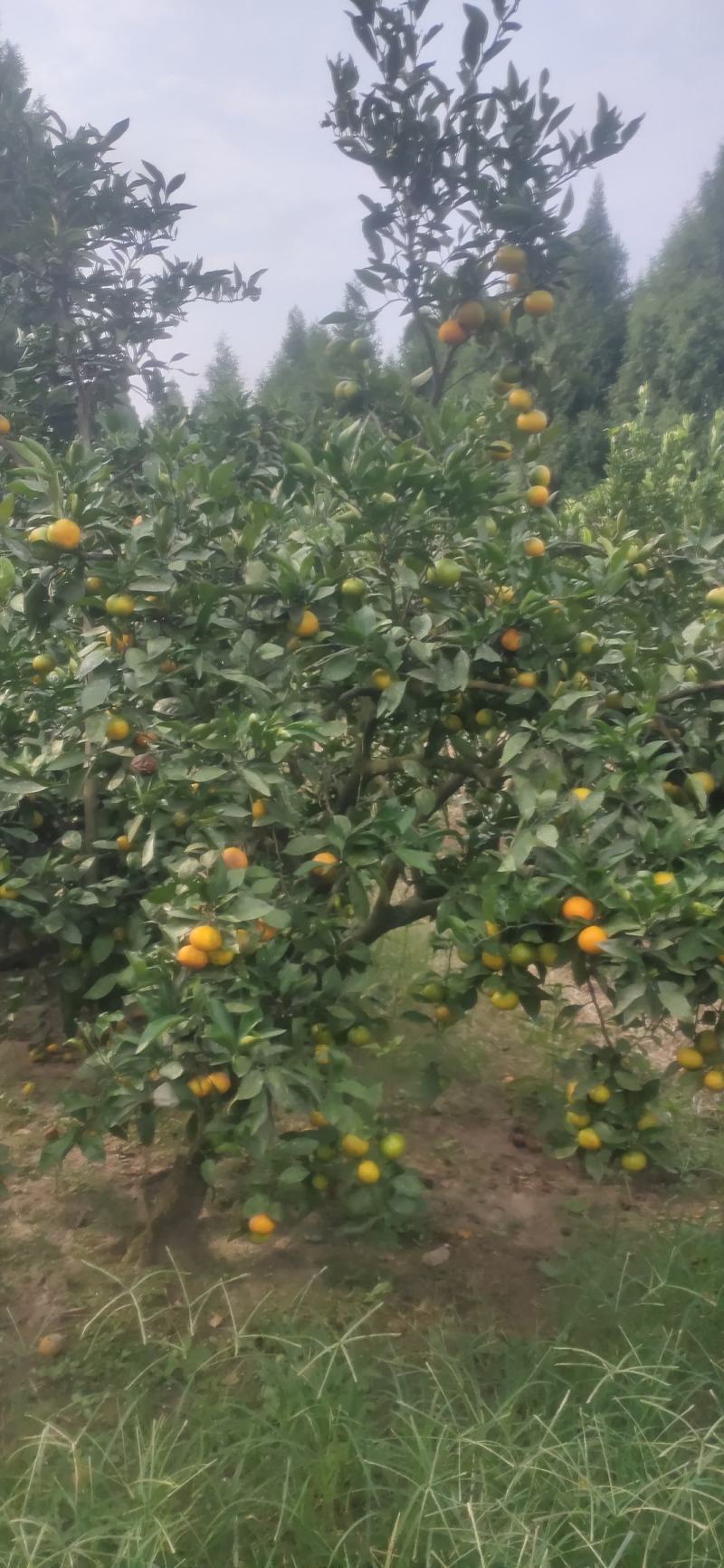 温州蜜橘，皮薄汁多！口感好蜜橘中的级品！