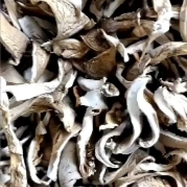 干平菇优质平菇条干平菇条新货