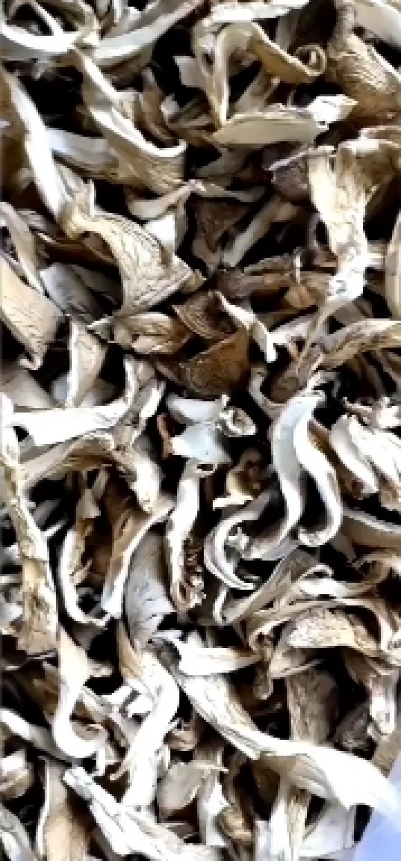 干平菇优质平菇条干平菇条新货
