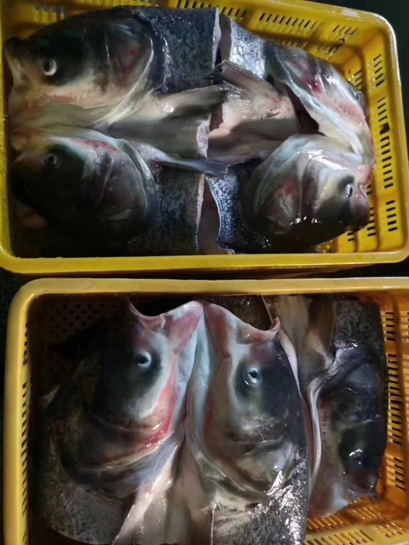 鱼头