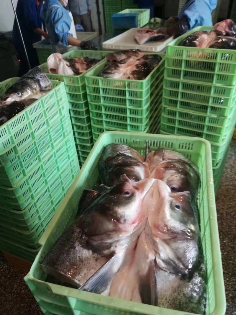 鱼头
