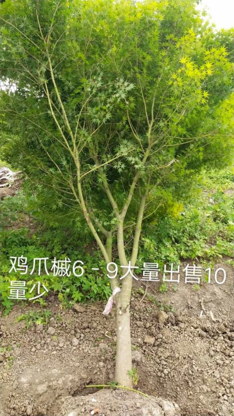 大量供应精品，花灌木，鸡爪槭5-20公分，欢迎咨询