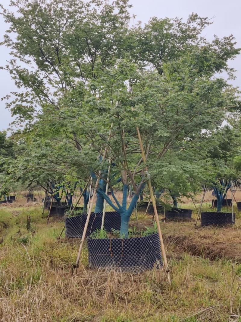 大量供应精品，花灌木，鸡爪槭5-20公分，欢迎咨询