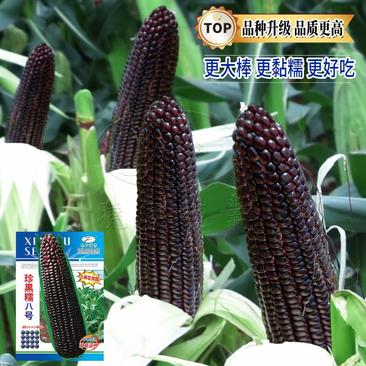 黑珍糯八号玉米种子，好吃好种，大棒高产，受市场欢迎。