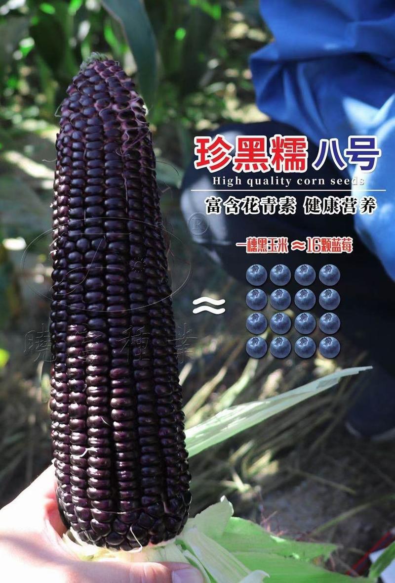 黑珍糯八号玉米种子，好吃好种，大棒高产，受市场欢迎。