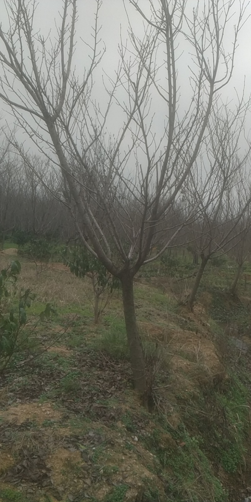 樱花5到15公分大量供应，高杆，矮杆，都有，早晚樱