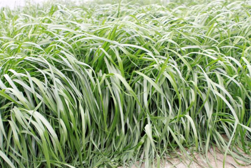 多年生黑麦草高产宽叶黑麦草5斤/亩发芽率98以上包邮