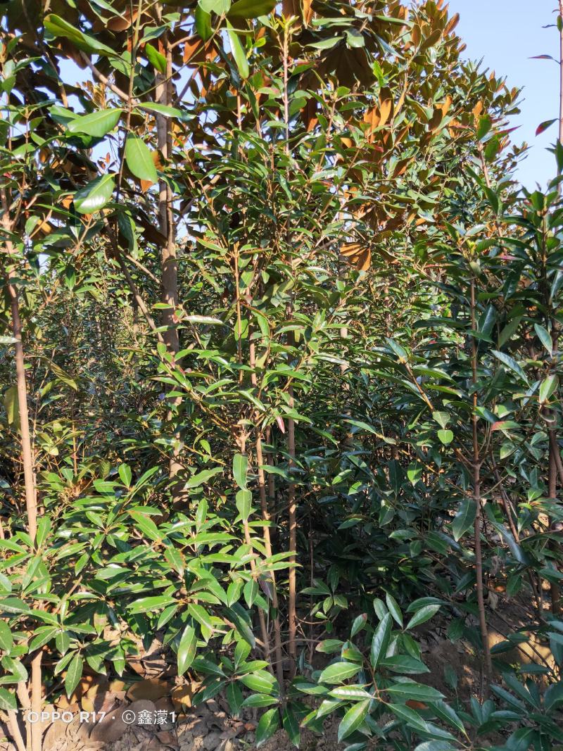 法国冬青，别名珊瑚树，是园林绿化的常见树种。