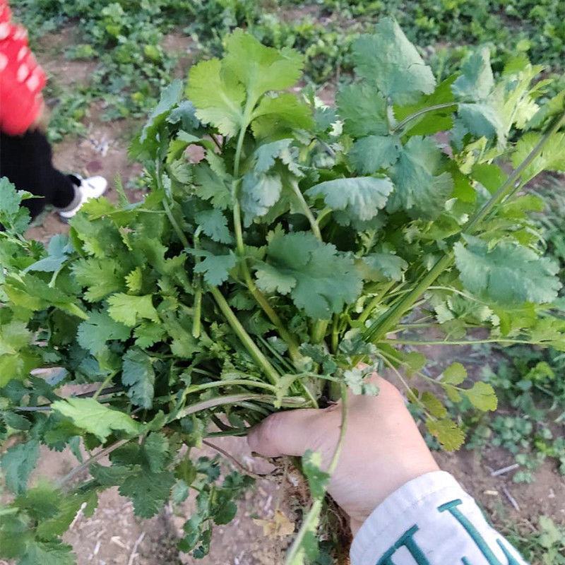 精品香菜货源充足产地直发量大从优！