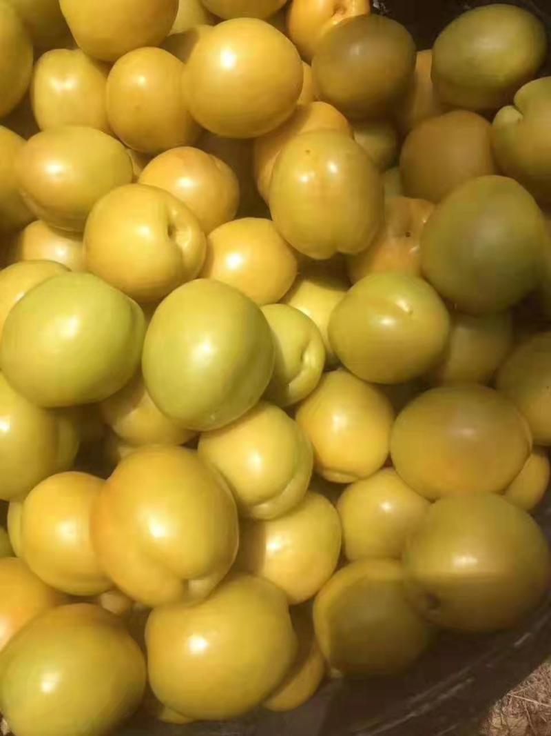珍珠油杏，起源地，量大，质量好，欢迎各位老板前来采购考察