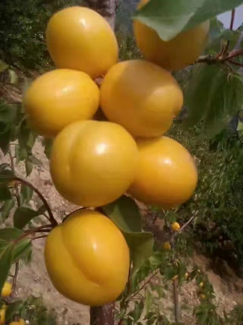 珍珠油杏，起源地，量大，质量好，欢迎各位老板前来采购考察