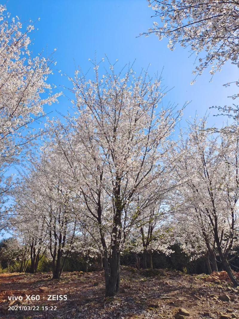 樱花晚樱5-20染井吉野8-20公分，高分枝低分枝，丛生