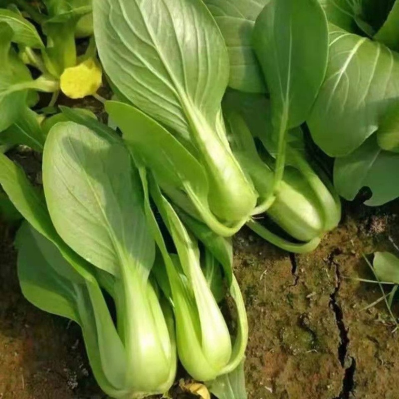 山东上海青，新鲜小油菜，货源稳定充足，长年代办，对接全国