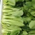 山东上海青，新鲜小油菜，货源稳定充足，长年代办，对接全国
