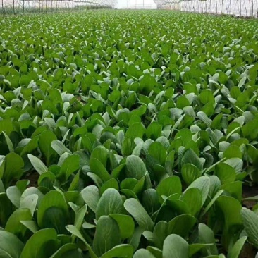 山东上海青，新鲜小油菜，货源稳定充足，长年代办，对接全国