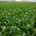 山东上海青，新鲜小油菜，货源稳定充足，长年代办，对接全国