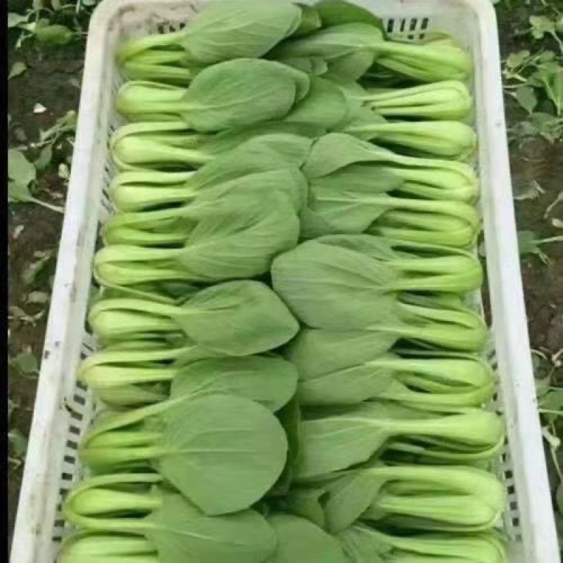 山东上海青，新鲜小油菜，货源稳定充足，长年代办，对接全国