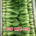 山东上海青，新鲜小油菜，货源稳定充足，长年代办，对接全国