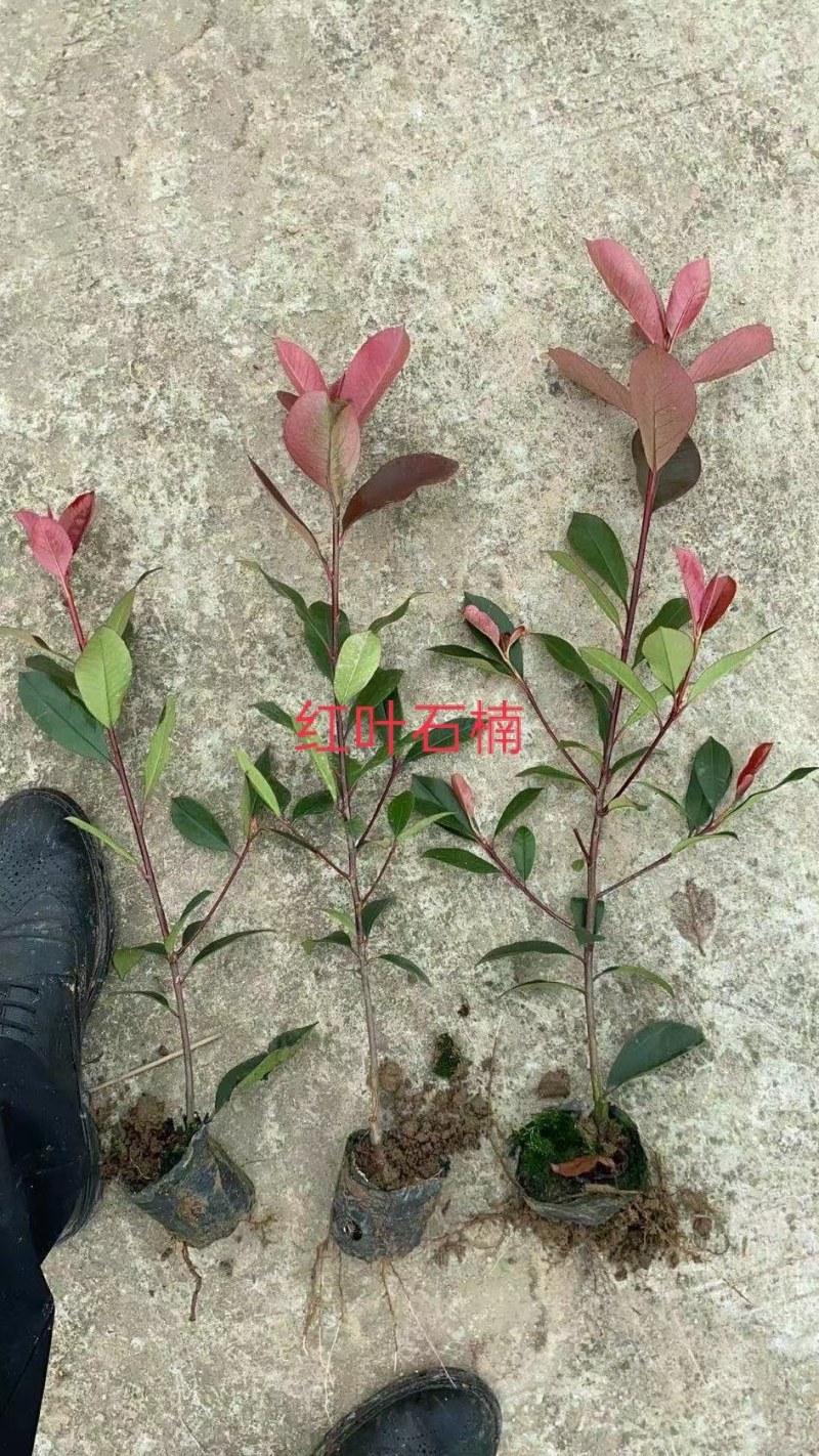 红叶石楠，红叶石楠小杯苗，桶苗，基地面积大，数量多。