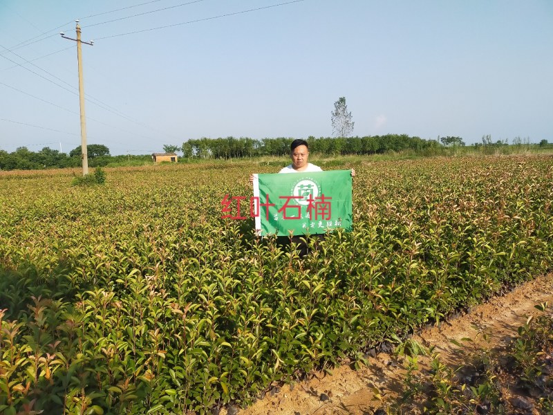 红叶石楠，红叶石楠小杯苗，桶苗，基地面积大，数量多。
