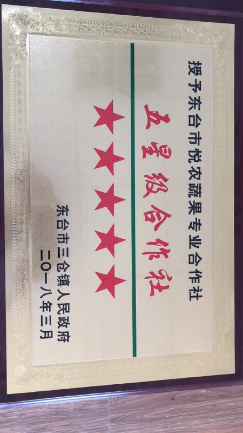 小圆罗卜东台小罗卜生产基地，沙土种植，合作社单位诚信