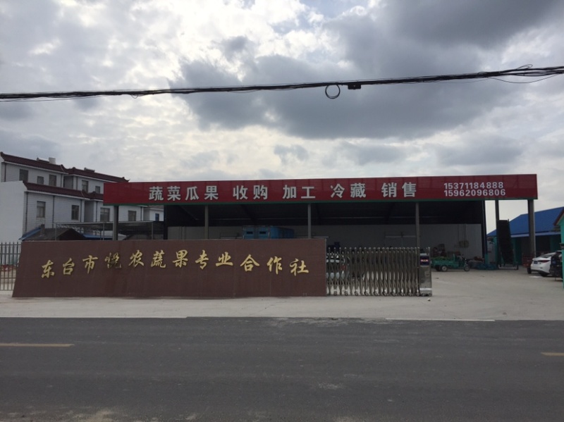 小圆罗卜东台小罗卜生产基地，沙土种植，合作社单位诚信
