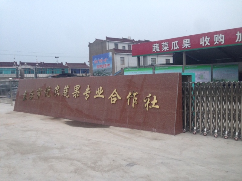 小圆罗卜东台小罗卜生产基地，沙土种植，合作社单位诚信