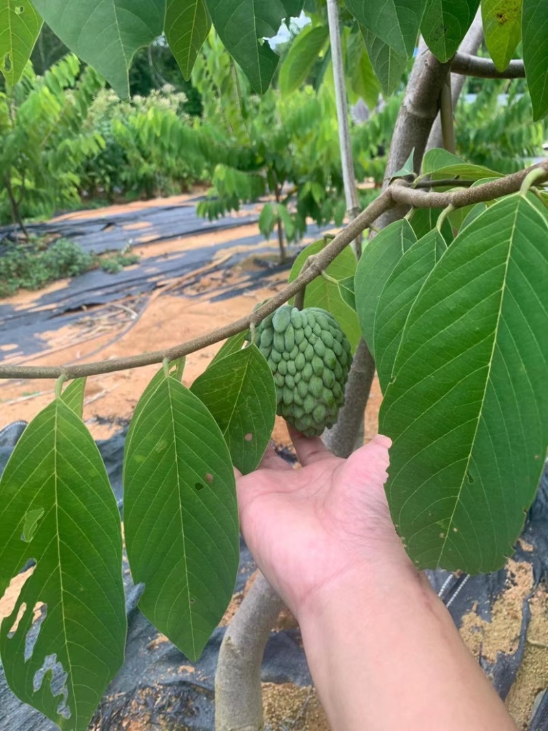 释迦果，凤梨释迦果，林檎，佛头果一件代发