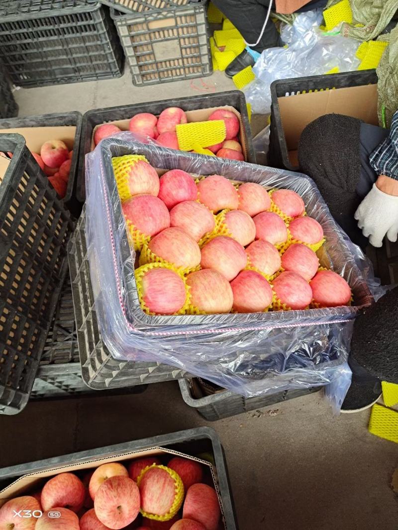 【推荐】精品红富士苹果口感脆甜果面干净山东产地供应