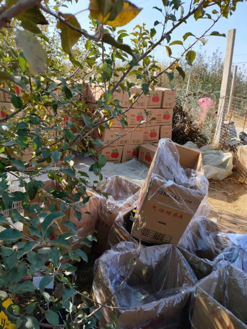 【推荐】精品红富士苹果口感脆甜果面干净山东产地供应