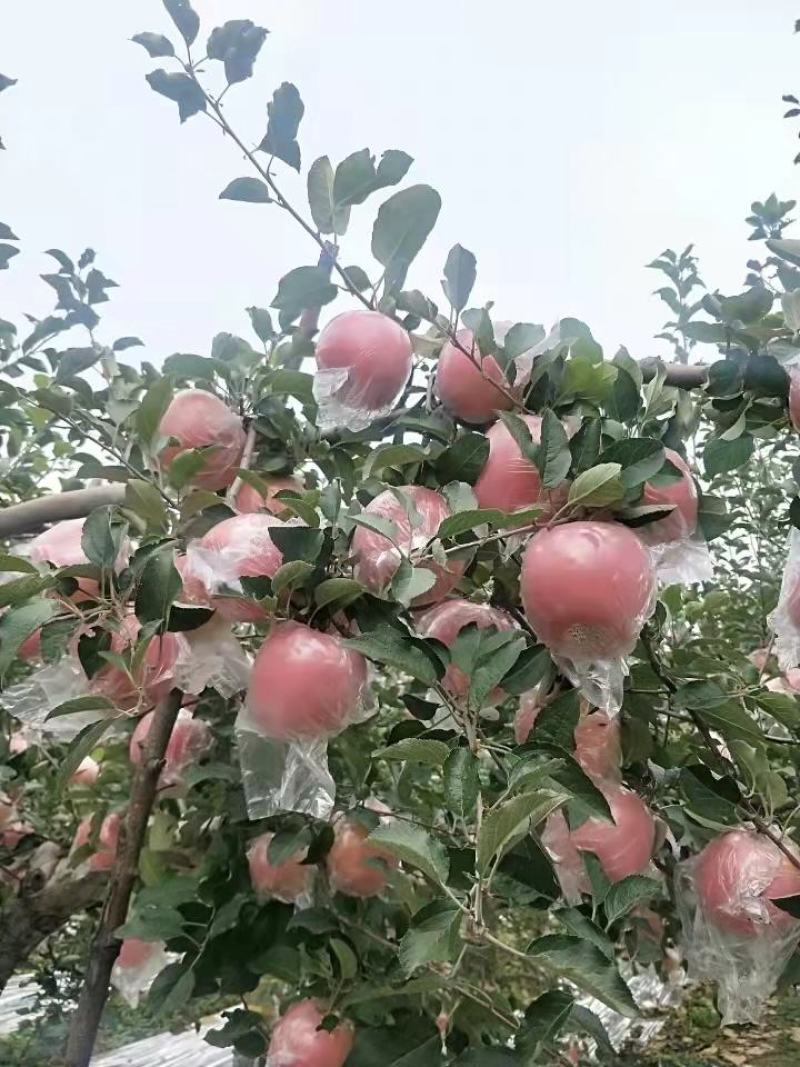 【推荐】精品红富士苹果口感脆甜果面干净山东产地供应
