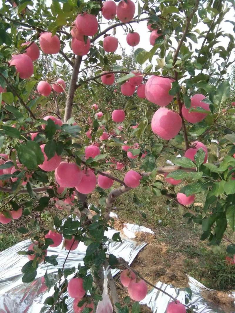【推荐】精品红富士苹果口感脆甜果面干净山东产地供应