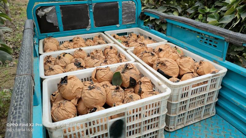 包上车晚秋黄梨种植户2024年鲜果果在树上来车摘果