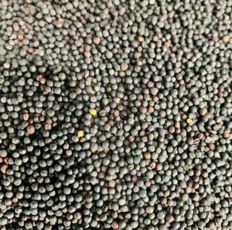 陕西汉中精品油菜籽大量有货，出油35_36水分