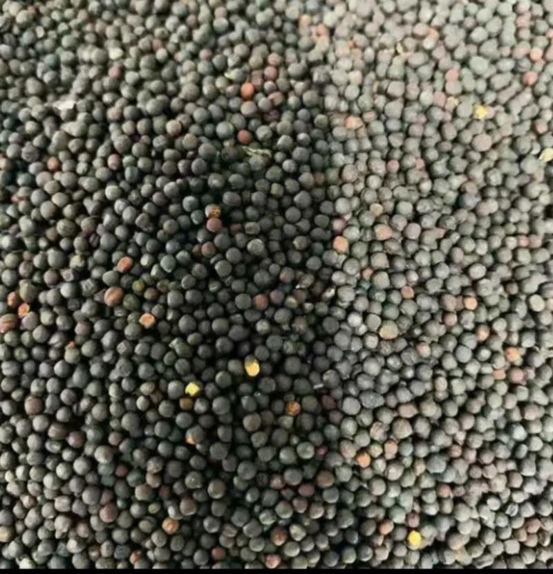 陕西汉中精品油菜籽大量有货，出油35_36水分