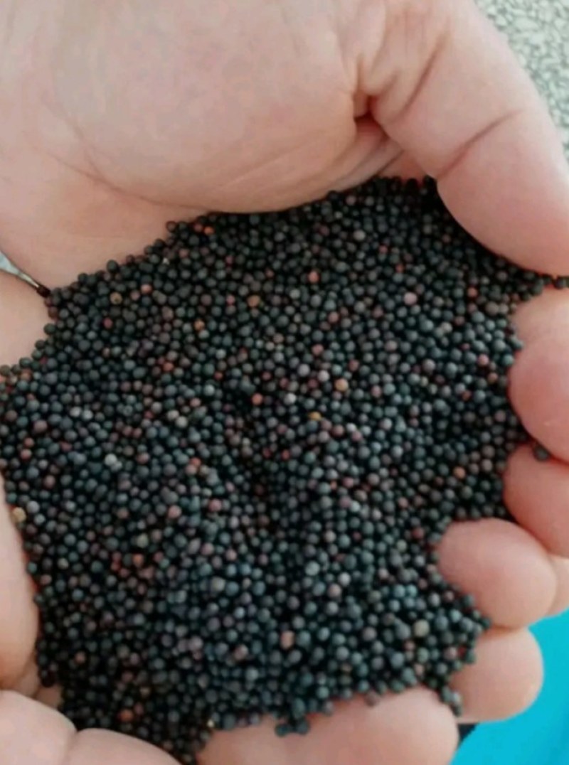 陕西汉中精品油菜籽大量有货，出油35_36水分