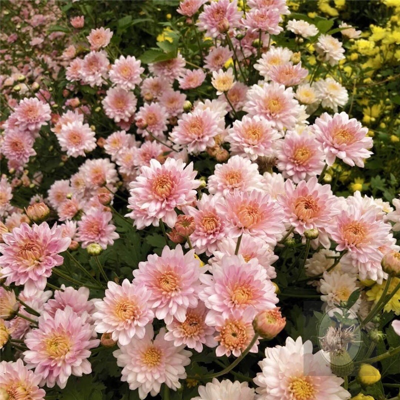北京夏菊抗热粉穴盘苗12cm盆栽现货大量可预定