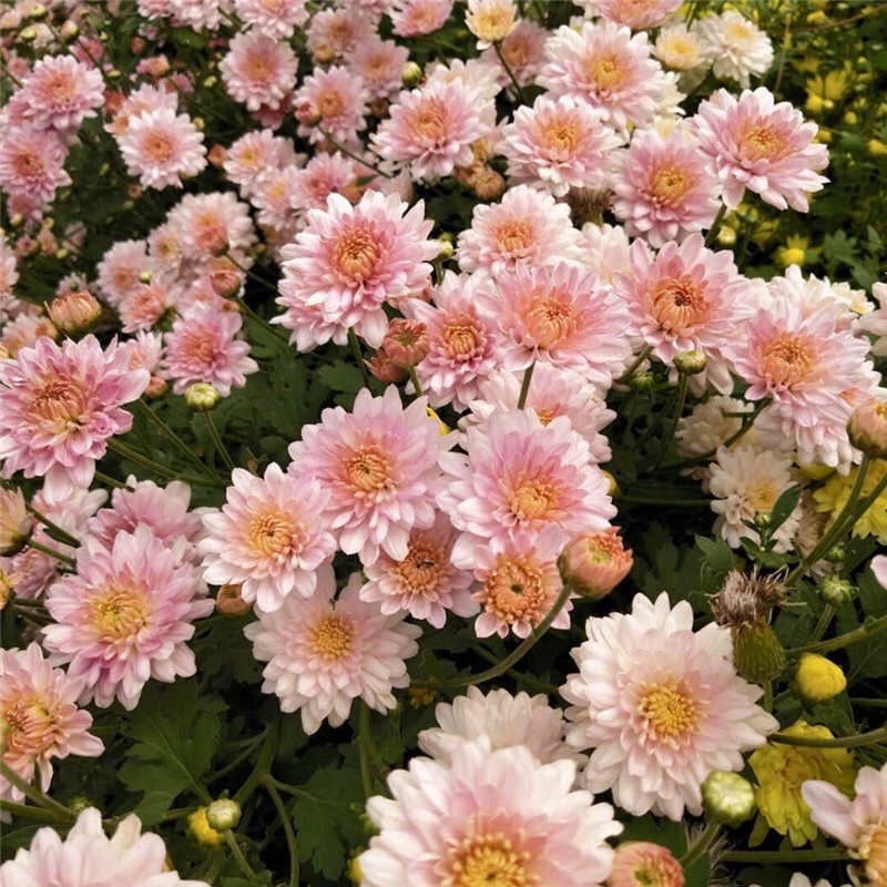 北京夏菊抗热粉穴盘苗12cm盆栽现货大量可预定