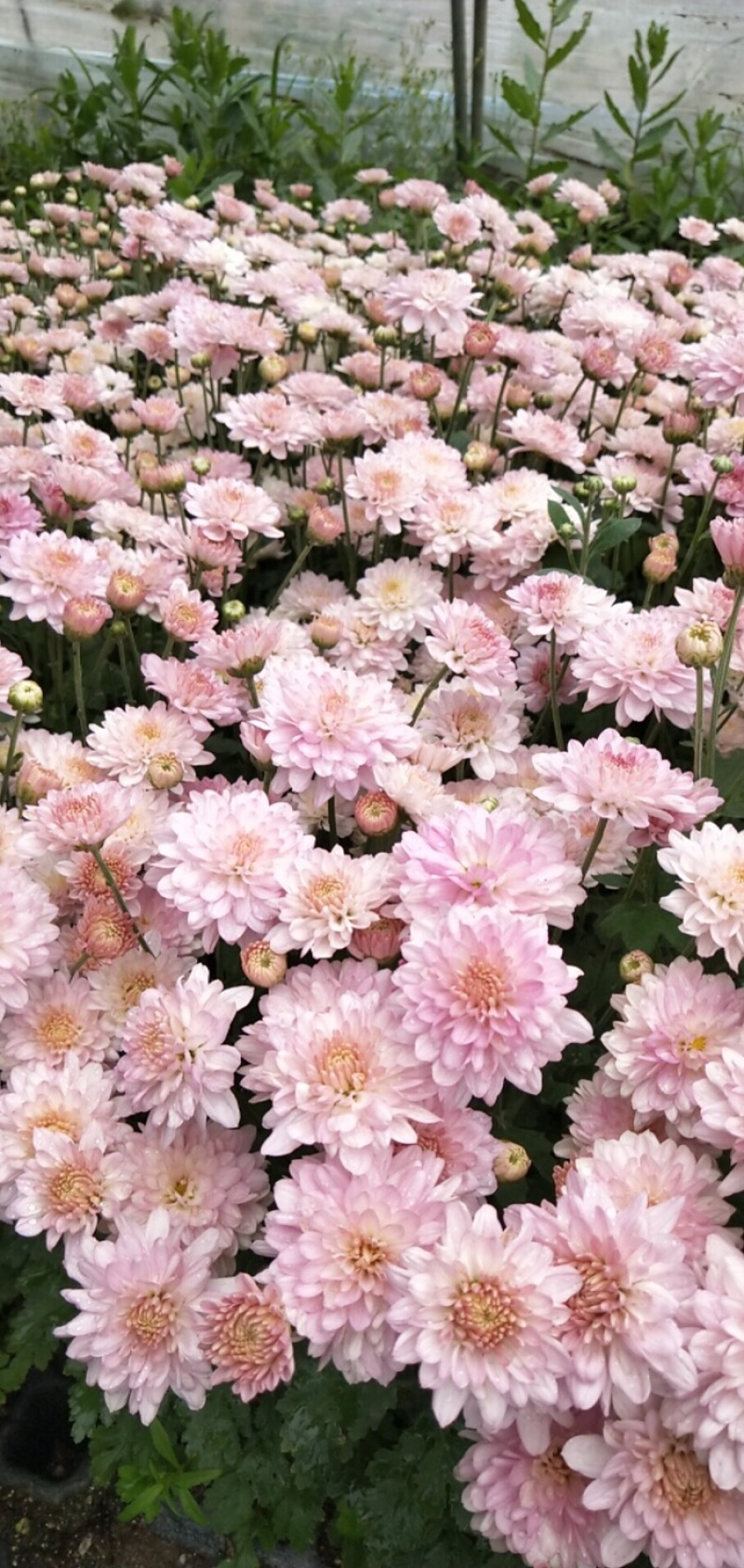 北京夏菊抗热粉穴盘苗12cm盆栽现货大量可预定