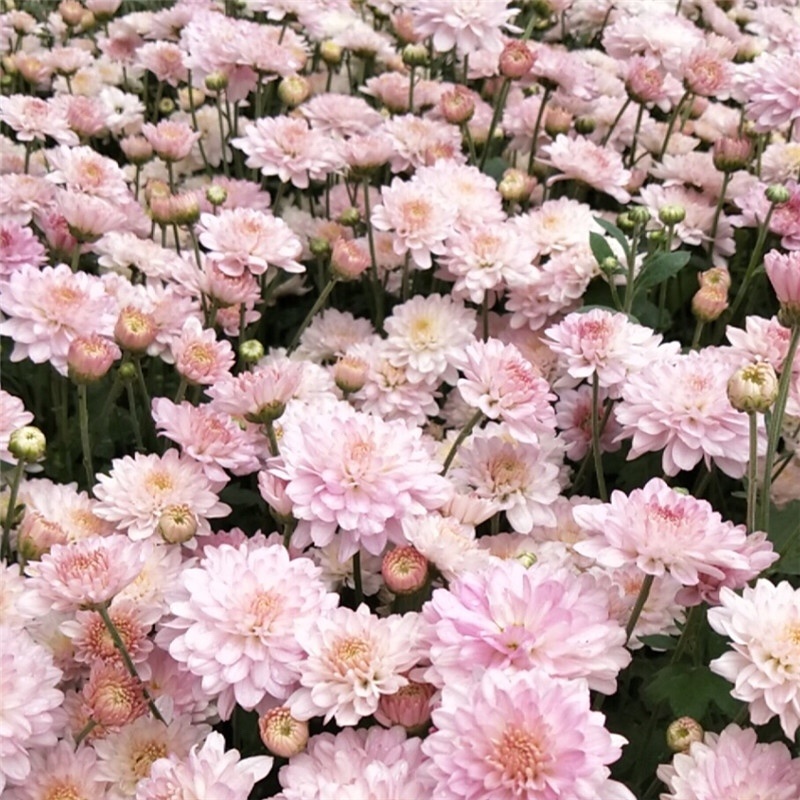 北京夏菊抗热粉穴盘苗12cm盆栽现货大量可预定