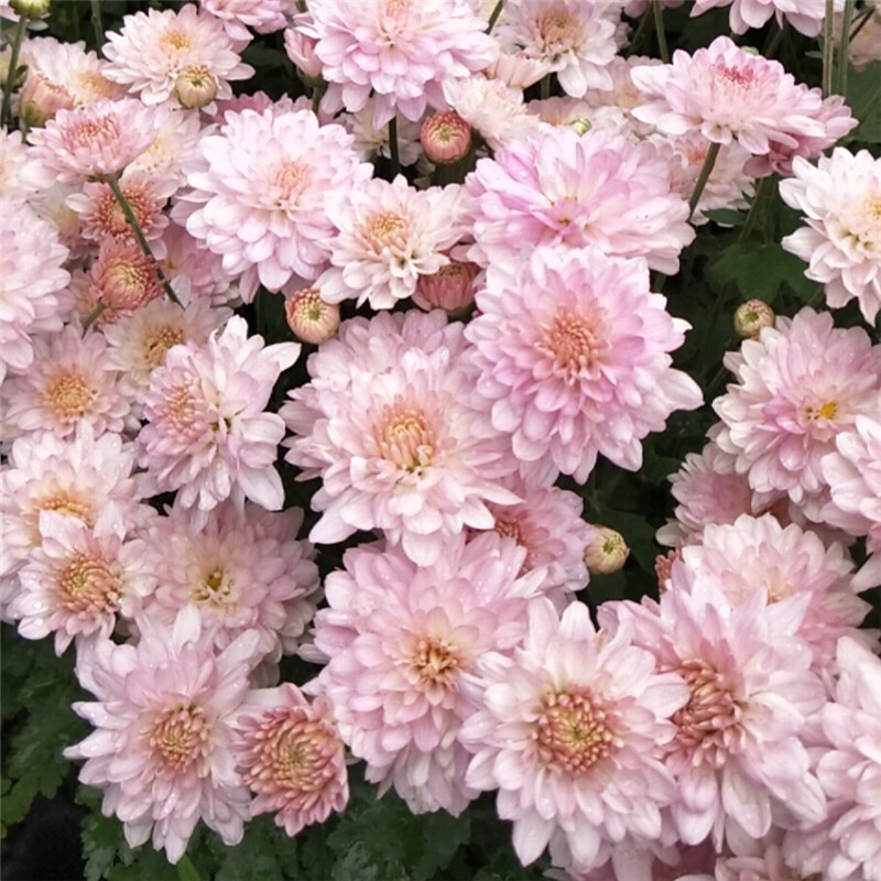 北京夏菊抗热粉穴盘苗12cm盆栽现货大量可预定