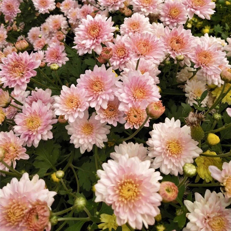 北京夏菊抗热粉穴盘苗12cm盆栽现货大量可预定