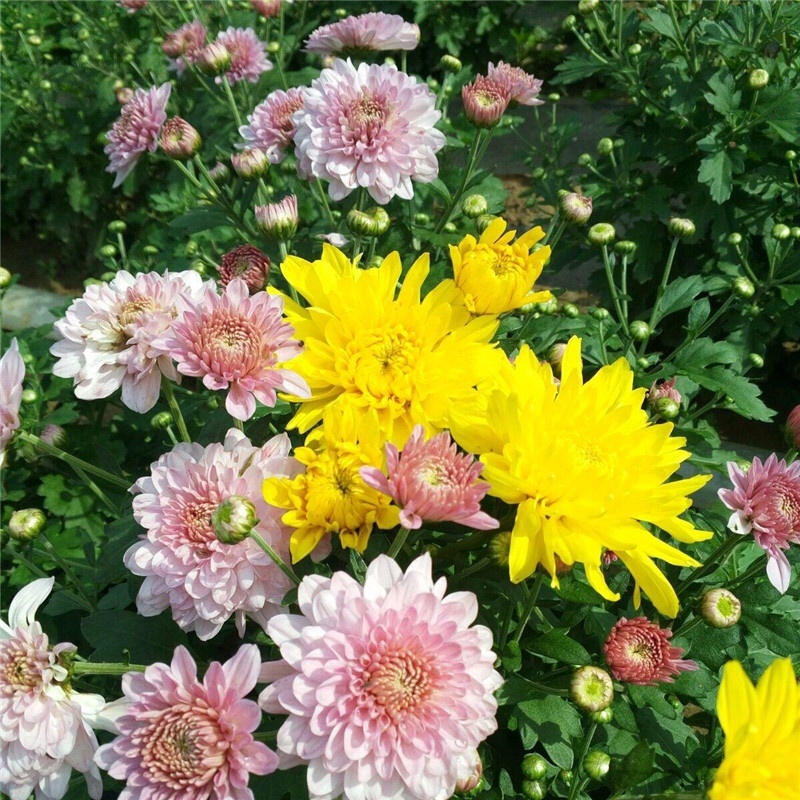 北京夏菊抗热粉穴盘苗12cm盆栽现货大量可预定