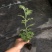 北京夏菊抗热粉穴盘苗12cm盆栽现货大量可预定