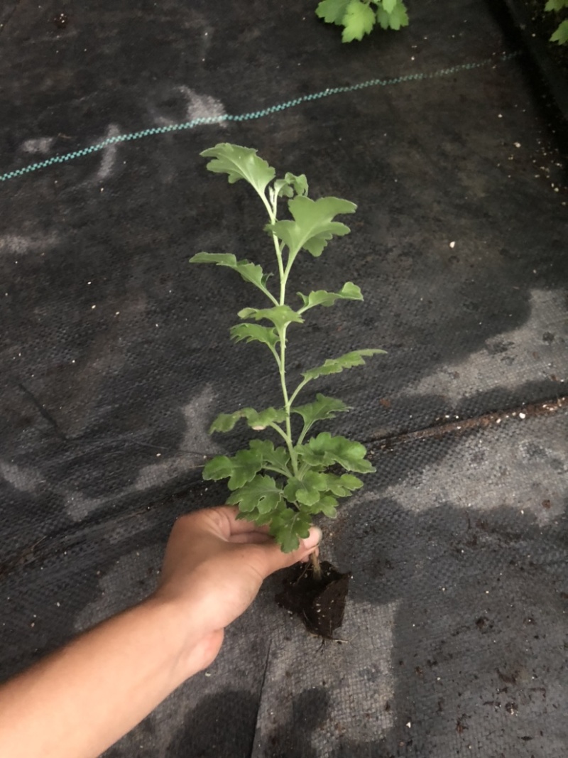 北京夏菊抗热粉穴盘苗12cm盆栽现货大量可预定