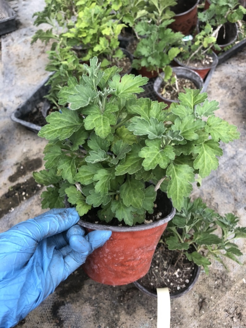 北京夏菊抗热粉穴盘苗12cm盆栽现货大量可预定