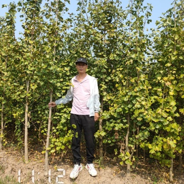 银杏苗银杏树2-20公分（白果树)，支持线上保障交易
