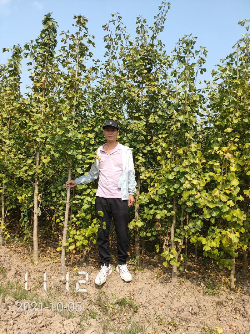 银杏苗银杏树2-20公分（白果树)，支持线上保障交易