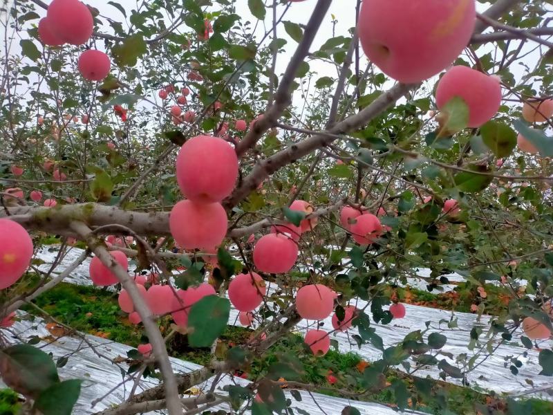 红富士苹果全红一级，正宗栖霞苹果，纸袋苹果